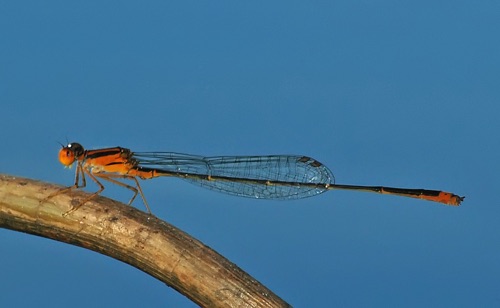 Male
2006_10_12_FL_Sarasota_FL